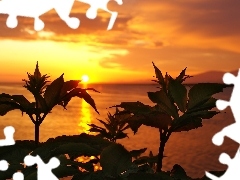 Plants, west, sun, sea