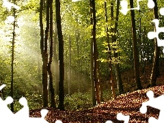 sun, forest, rays