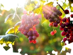 sun, Grapes, rays