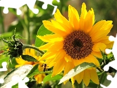 sun, Sunflower, rays