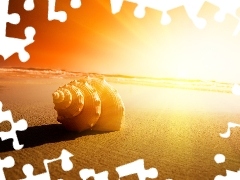 shell, west, sun, Beaches