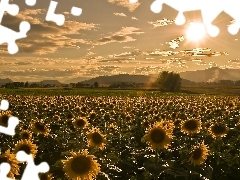 sun, Field, sunflowers