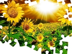 Nice sunflowers, rays, sun, Mountains