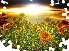 Nice sunflowers, west, sun