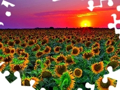 Nice sunflowers, west, sun