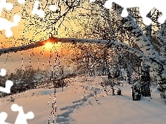 west, snow, birch-tree, traces, winter, sun, Houses