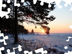 viewes, field, sun, winter, west, trees