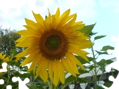 Sunflower