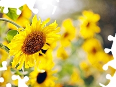 Sunflower