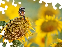 Bird, Sunflower