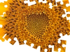 Centre, sunflower