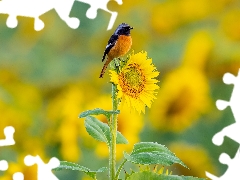 Bird, Colourfull Flowers, Sunflower, Redstart Chinese