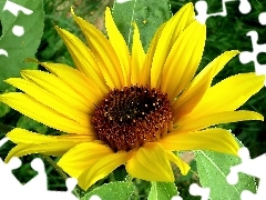 Colourfull Flowers, Sunflower decorative