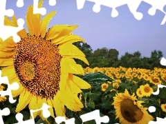 Field, Sunflower