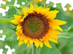 flower, Sunflower