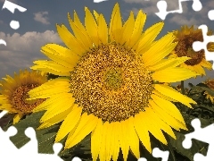 Colourfull Flowers, Yellow, Sunflower