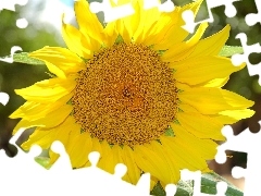 gold, Sunflower