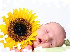 Sunflower, Sleeping, Kid