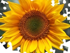 Sunflower, colossal, lonely