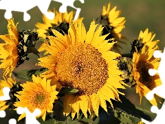 bouquet, Flowers, Nice sunflowers