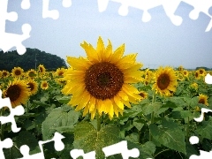 Field, sunflowers