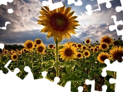 Field, sunflowers