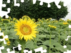 Field, sunflowers