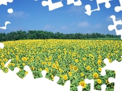 Field, sunflowers