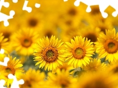 Flowers, sunflowers