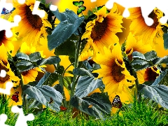 Nice sunflowers, grass, graphics, butterfly