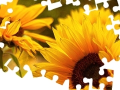 beatyfull, Nice sunflowers