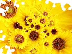 Yellow, Nice sunflowers