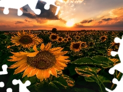 Nice sunflowers, Sunrise, clouds, Field