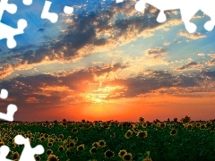 west, Field, sunflowers, sun