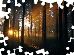 sunny, forest, rays