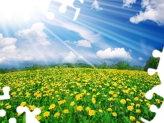 sunny, Sky, Meadow, rays, dandelions