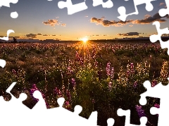 Sunrise, clouds, Flowers, lupine, Meadow