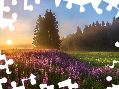 trees, Flowers, Fog, Lythrum Salicaria, Meadow, viewes, Sunrise