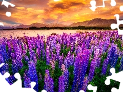 Great Sunsets, Mountains, Tekapo Lake, lupine, New Zeland