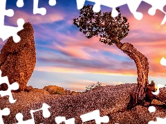 Joshua Tree National Park, The United States, trees, Great Sunsets, rocks, California