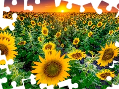 Field, Sky, Great Sunsets, Nice sunflowers