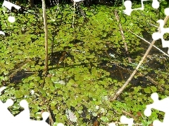 Frogbit, swamp