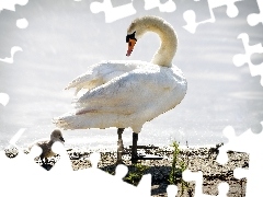 Swan