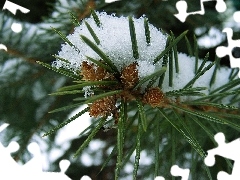 needles, twig, Swierk, A snow-covered