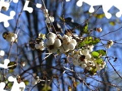 Symphoricarpos Duhamel, Fruitbodies