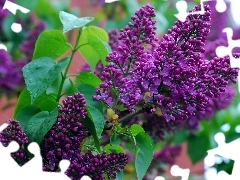 Syringa