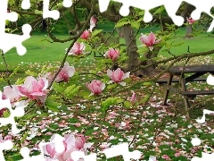 Garden, Magnolia, table, Pink