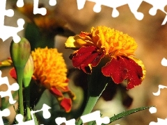 Tagetes