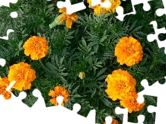 Tagetes built