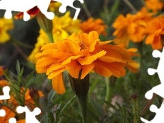 Yellow Honda, Colourfull Flowers, Tagetes